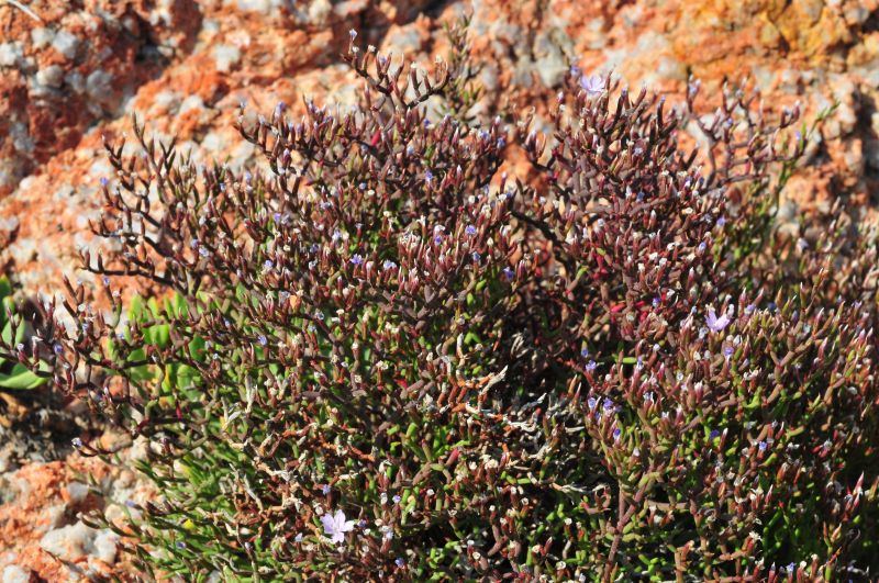 Limonium contortirameum